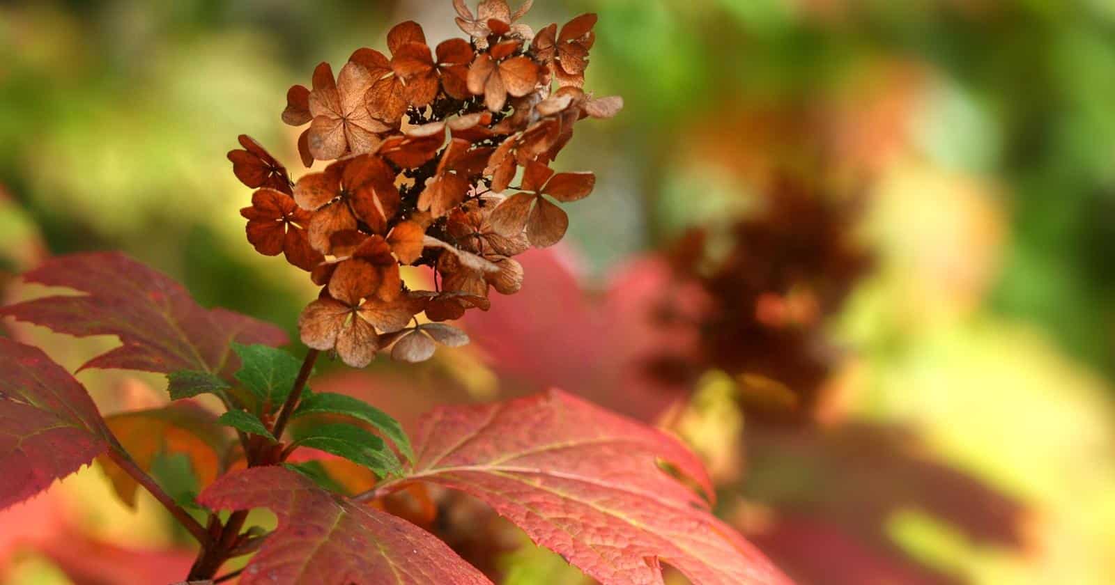 Are Hydrangeas Considered Annual, Biennial, or Perennial Shrubs?