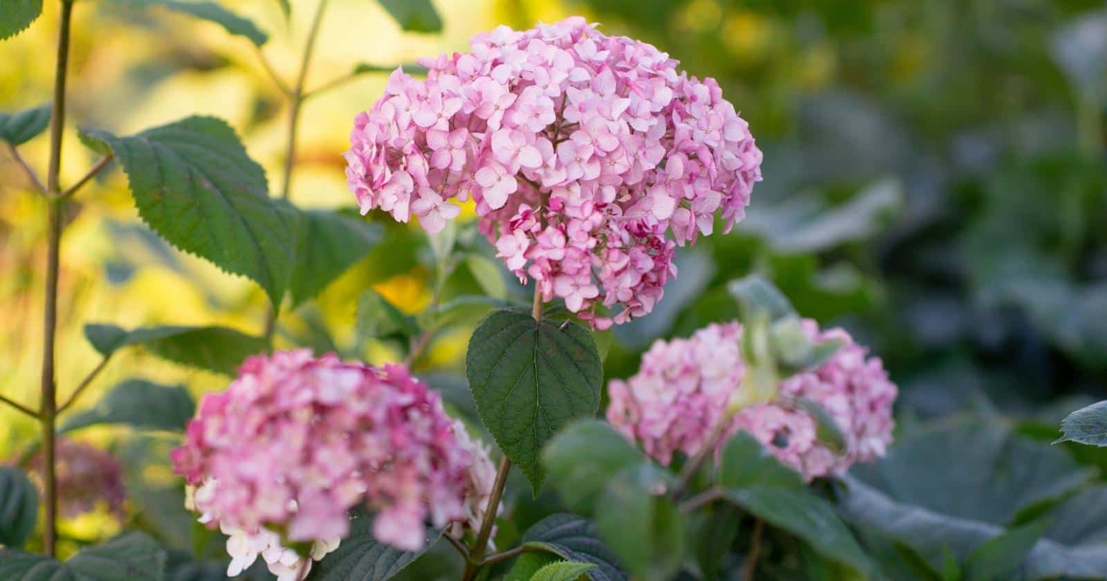 Are Hydrangeas Considered Annual, Biennial, or Perennial Shrubs?