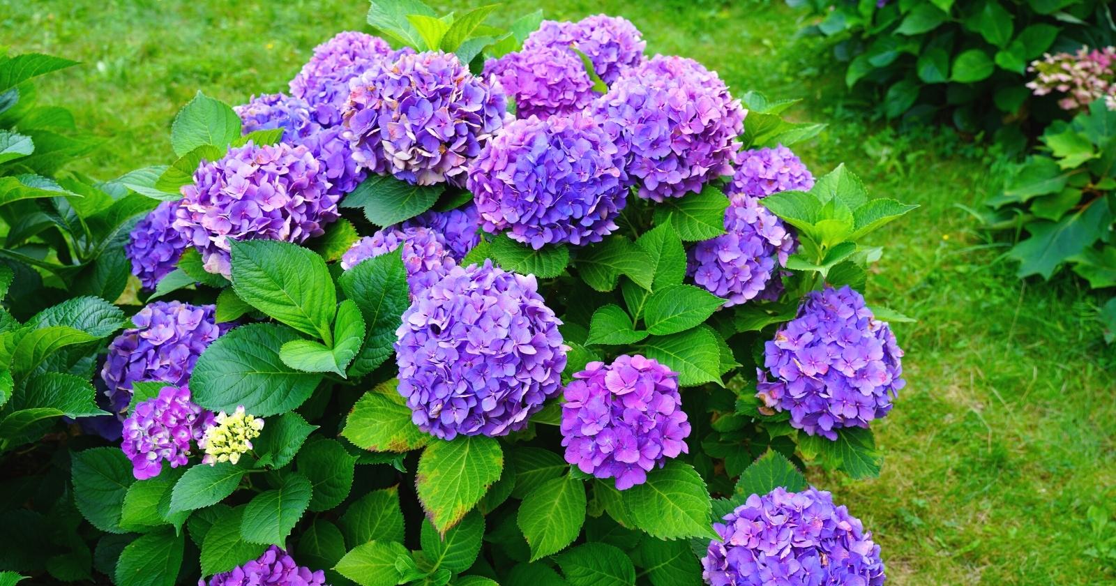 Are Hydrangeas Considered Annual, Biennial, or Perennial Shrubs?