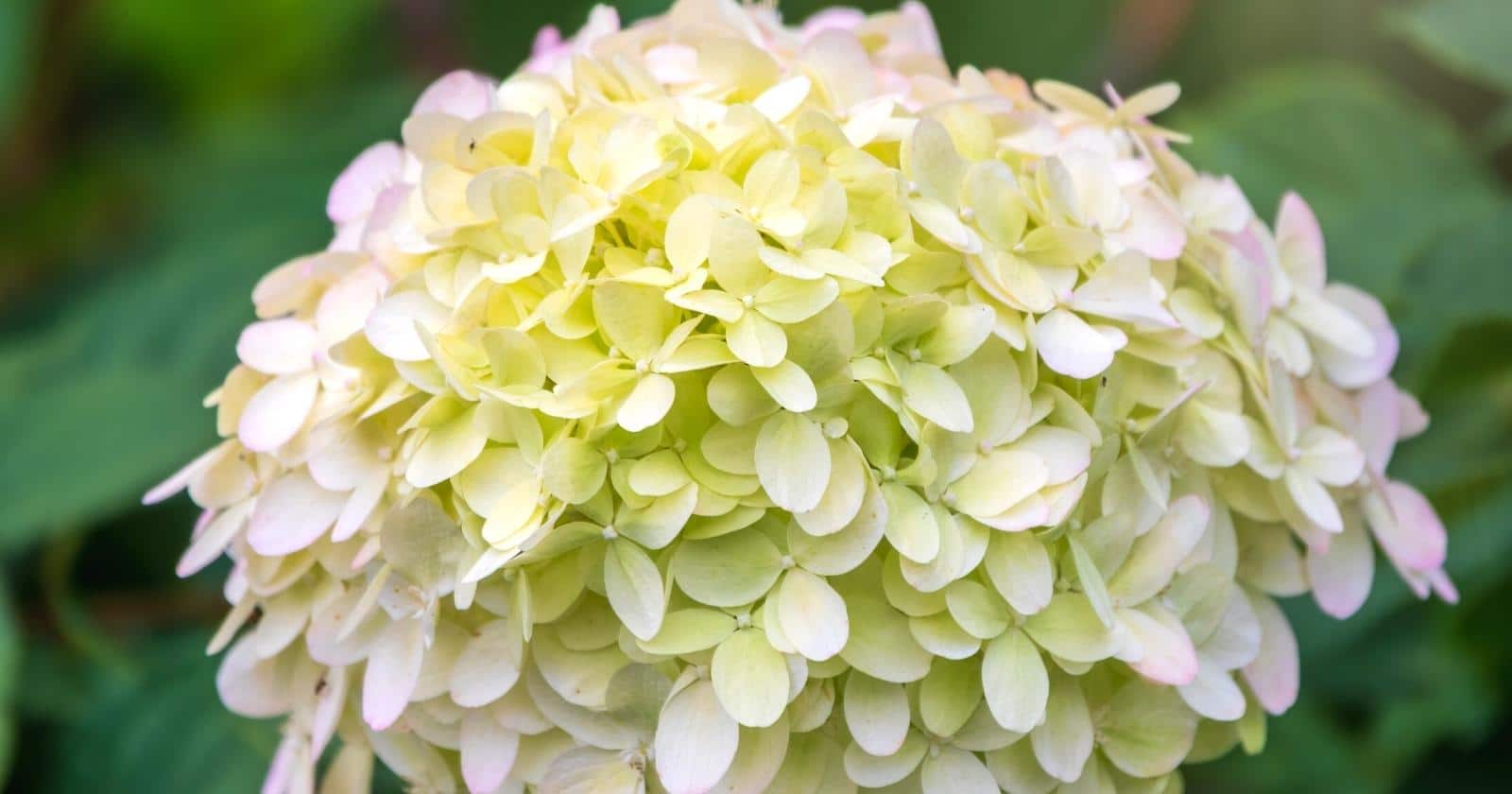 Are Hydrangeas Considered Annual, Biennial, or Perennial Shrubs?