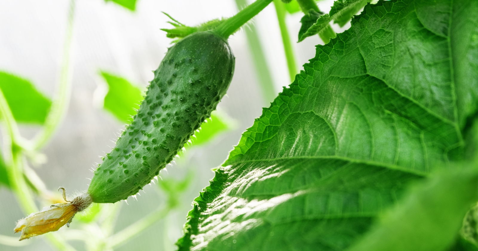 Why Are My Garden Grown Cucumbers So Bitter This Season?