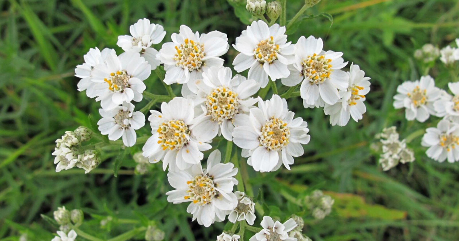 I Can Garden Horticulture & Gardening site