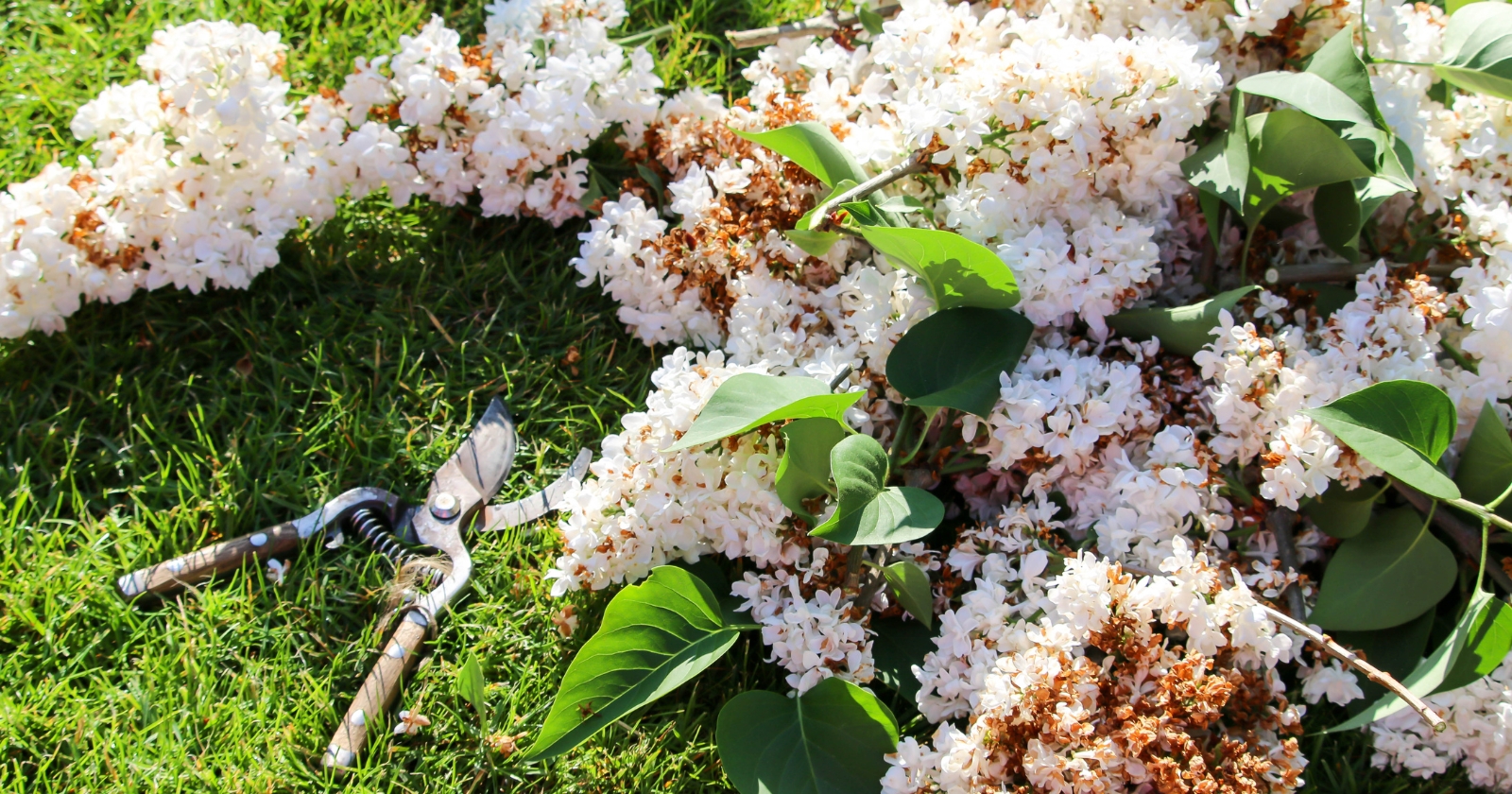 11 Tips For Pruning Your Lilacs This Season