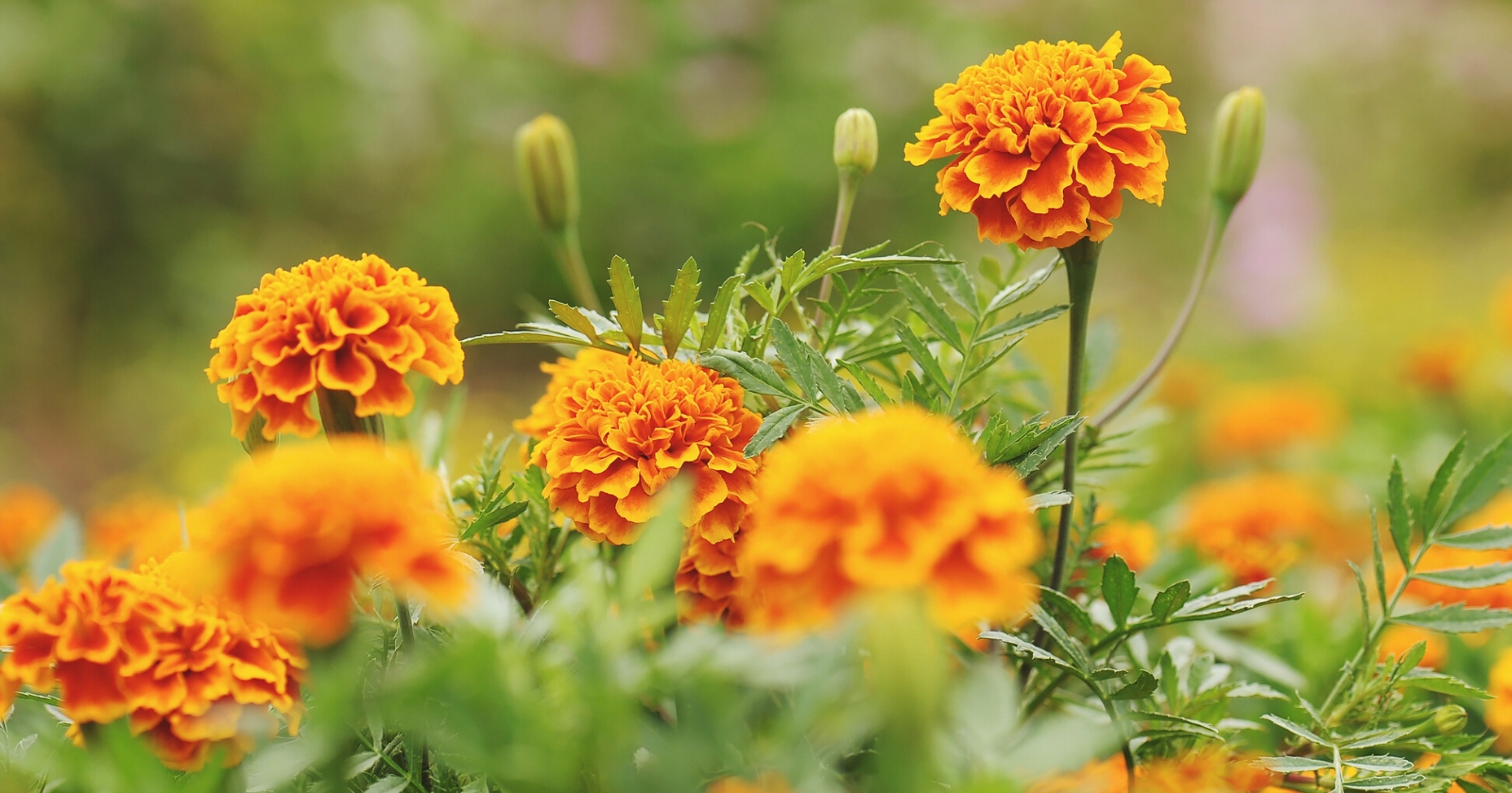 13 Benefits of Planting Marigolds With Your Vegetables