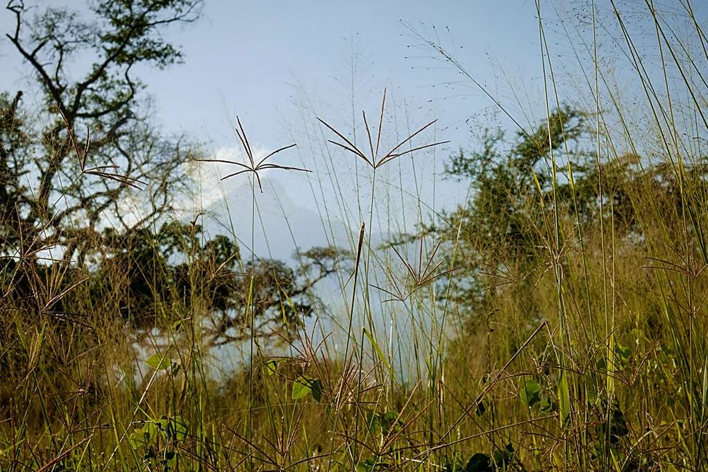 grasslands, mountain, bush
