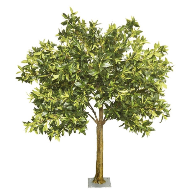 Tree 6ft Ficus Tree iCatching, everything for events
