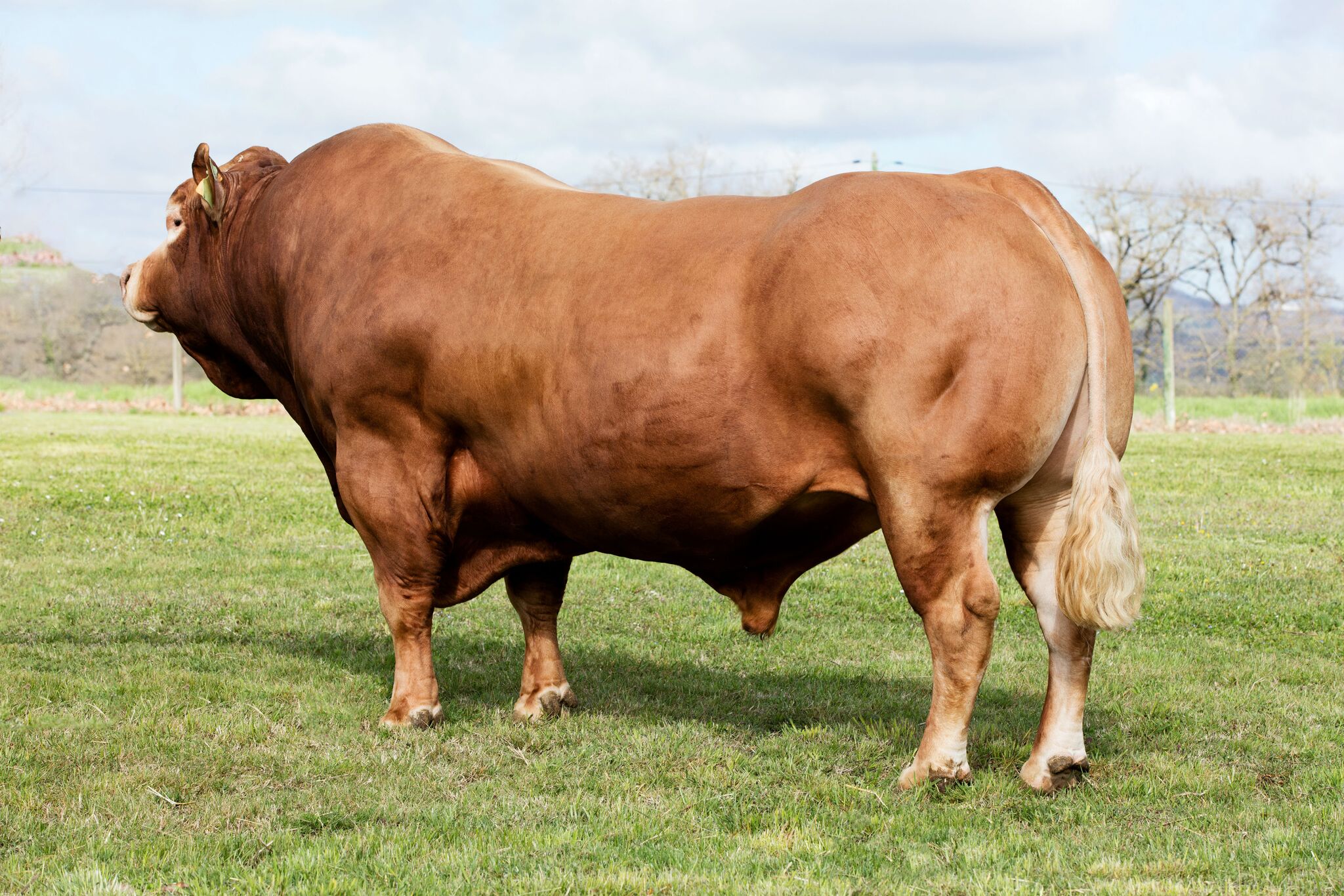 2017 Fully Tested Limousin Bulls ICBF