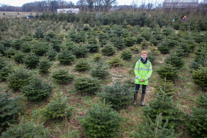 swns_christmas_trees_17