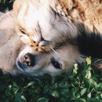 Mindfulness with your Animals