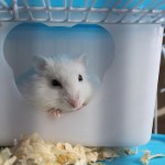 Top Tips to Care For Your Pet Hamster