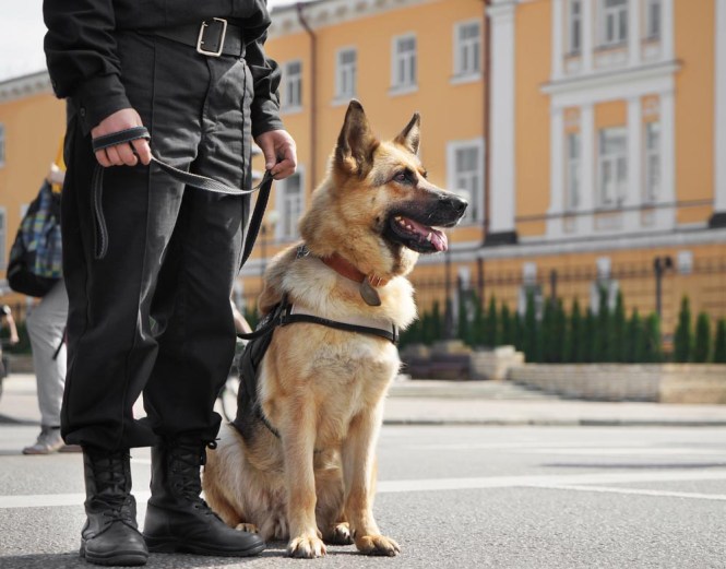 Police dogs – German Shepherds 