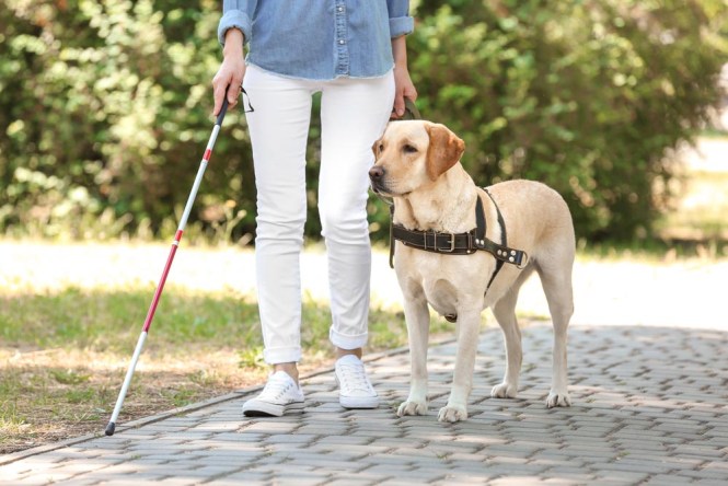 Service dogs – Labrador Retriever 