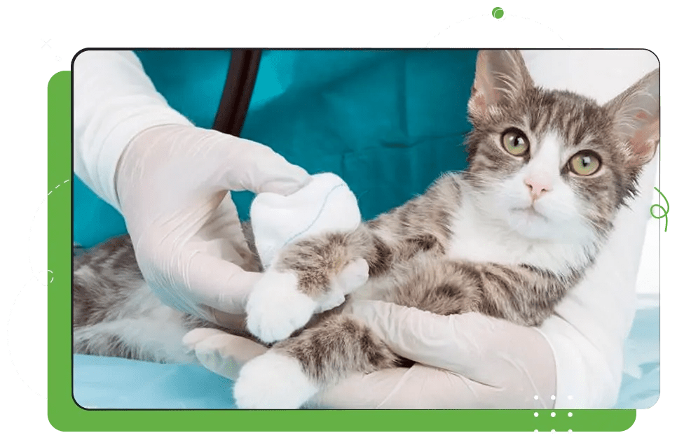 Veterinary Medical Applications