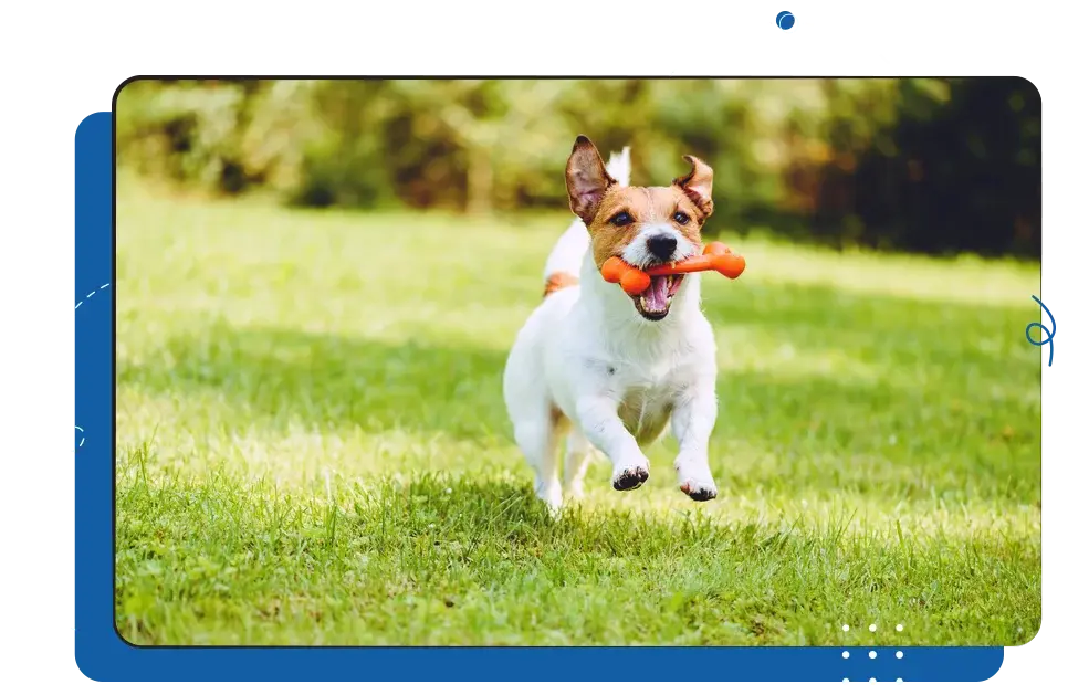 Small Animal Care & Management