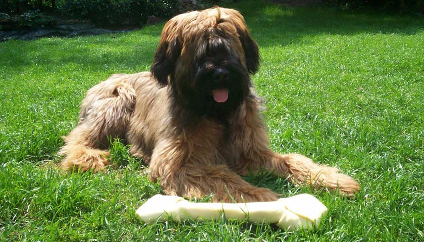Der französische Briard Eigenschaften der VDH Hunderasse