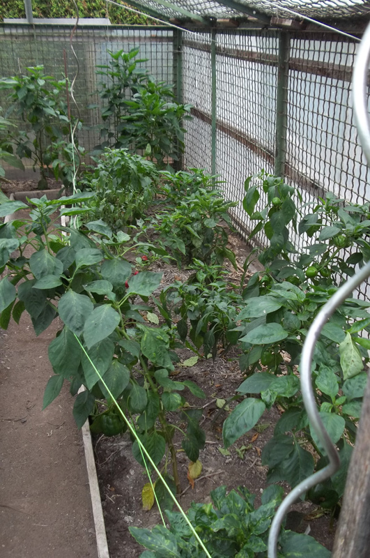 Zum Läuse melken Ich bin dann mal im Garten
