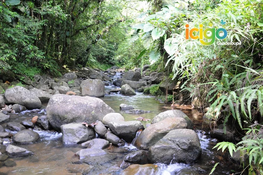 Visite rhumerie et barbecue à la rivière en Basse Terre