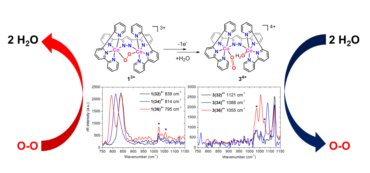 Key intermediate of water oxidation and oxygen reduction identified