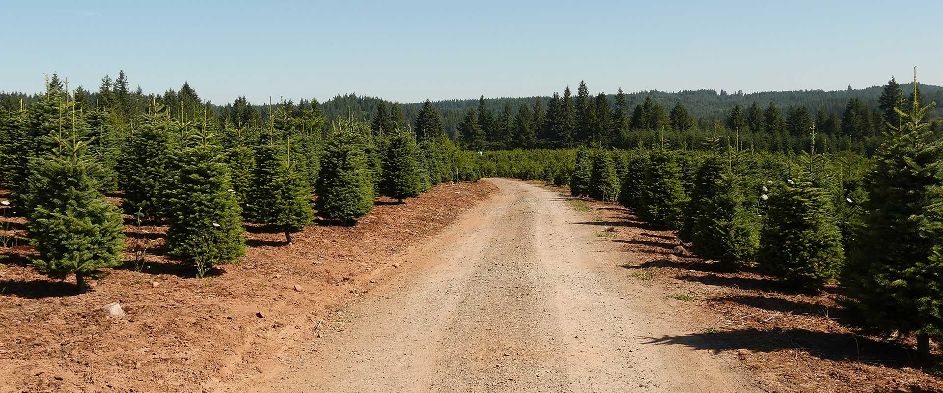 Commercial Forest Farming About ICI Trees