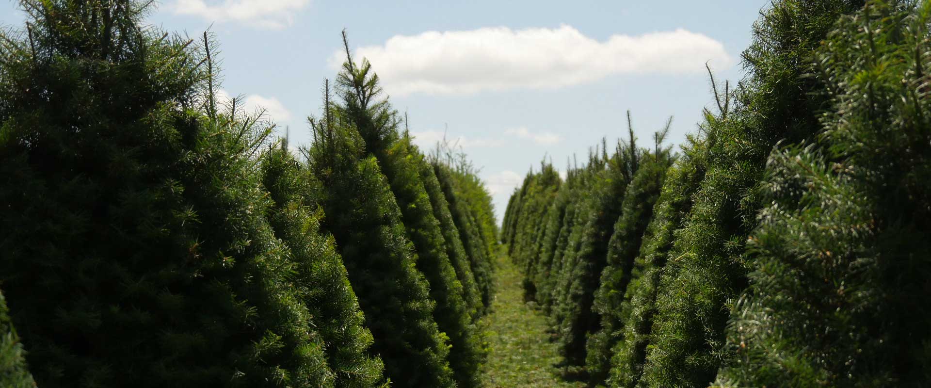 Sustainable Christmas Tree Farm Tree Types ICI Trees