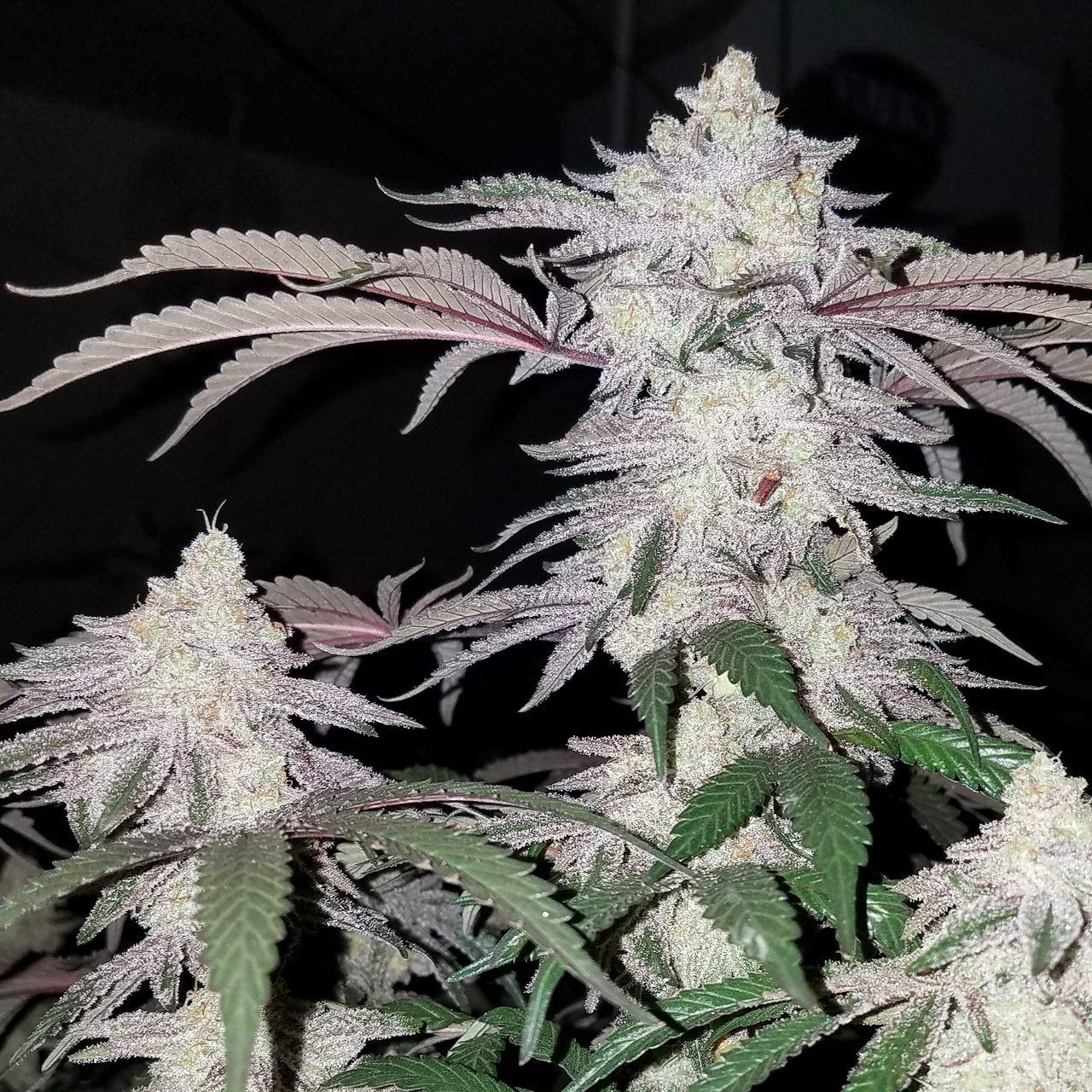 Cap Junky (Breeder Cut) v9306.1blu.de