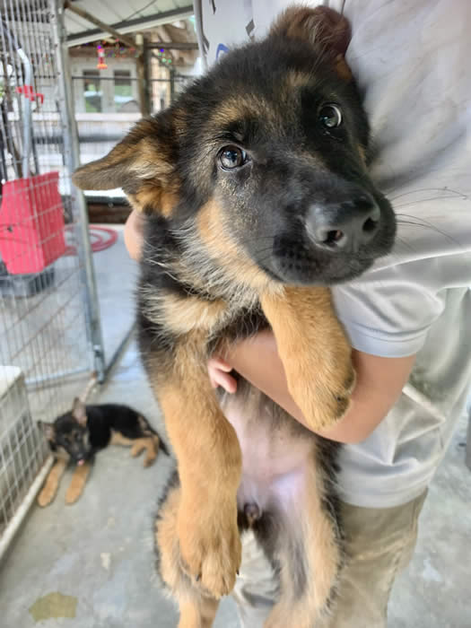 German Shepherd Puppies And Adult Dogs For Sale With Training And