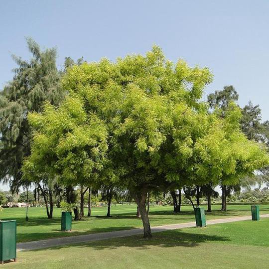 Could Neem Tree Oil be the Solution for Desert Locust Control? ICPAC