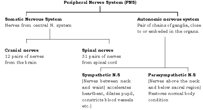 The Nervous System ICSE Class 10 Biology Board Exam Questions