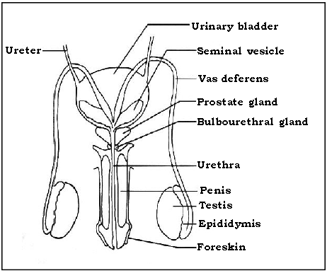 Male Reproductive System Diagram Color