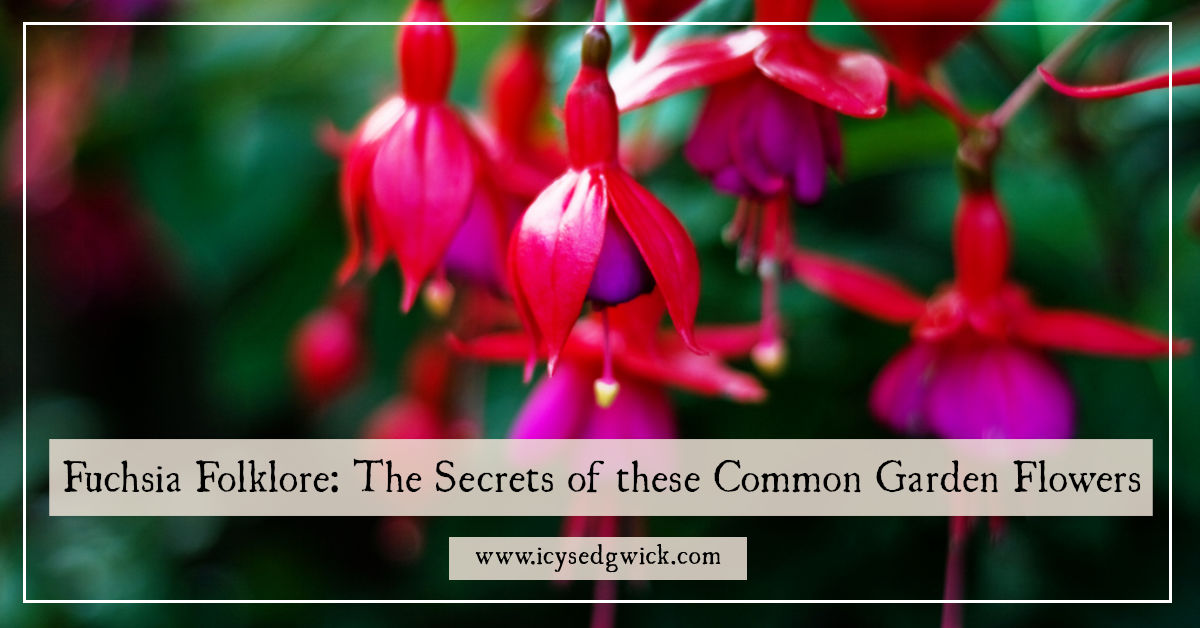 Fuchsia Folklore The Secrets of these Common Garden Flowers