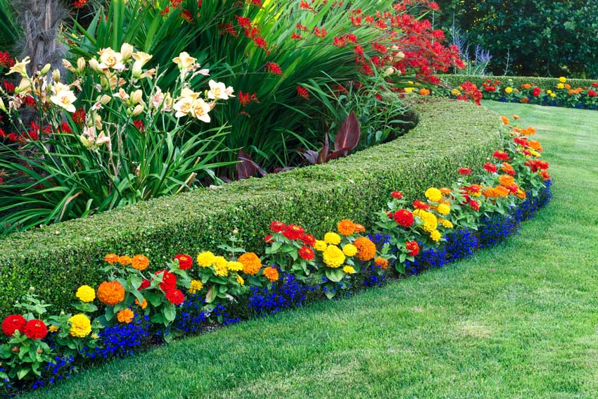 Mylifeisabueautifulstruggle Pianta Sempreverde Con Fiori Piante Per Siepe Sempreverde Qual E La Piu Adatta Al Tuo Dipladenia Fiore Rosa Pianta Da Fiore Pianta Da Esterno Pianta Da Balcone V14 Venduta