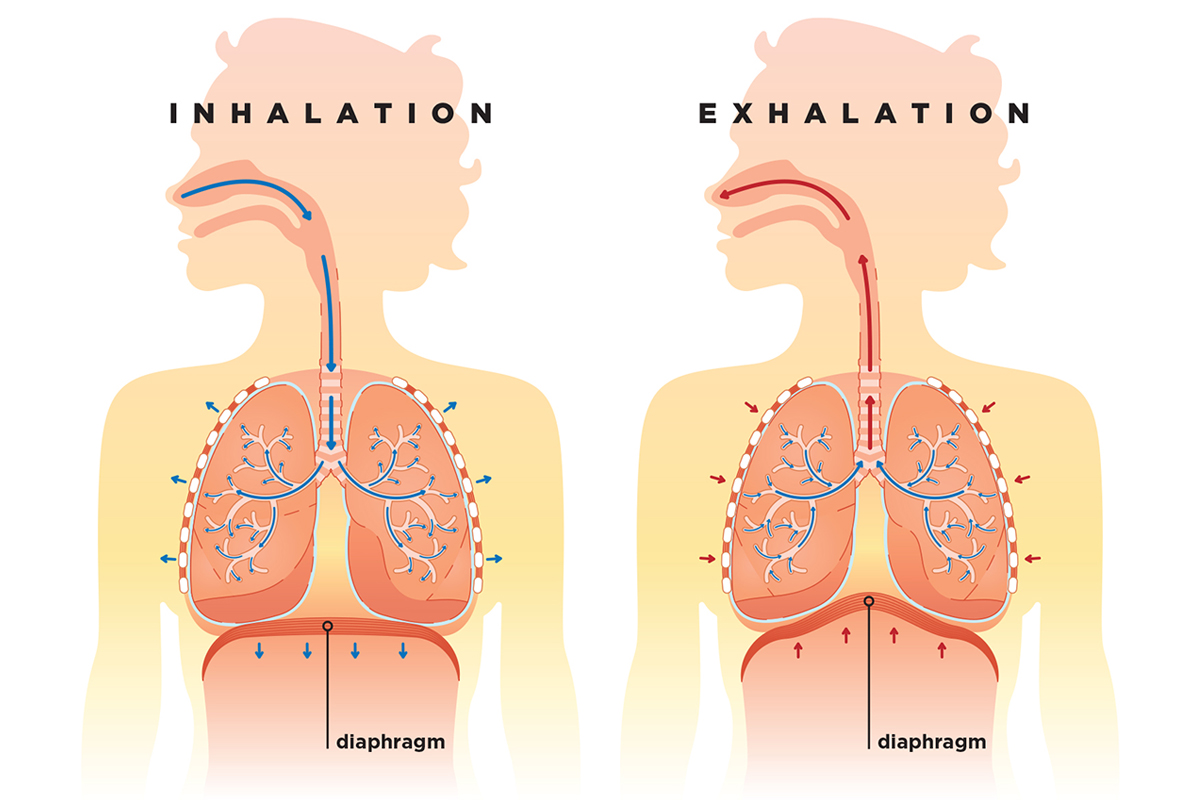 Diagramming the Diaphragm IDEA Health & Fitness Association