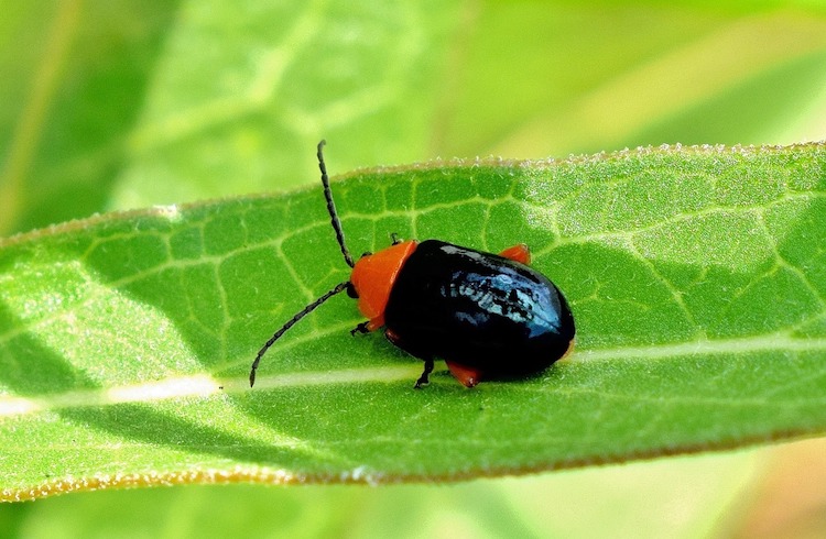 Organic Garden Pest Control Remove These 12 Destructive Pests