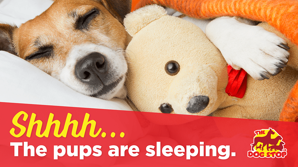 The Dog Stop Bothell Blue Room