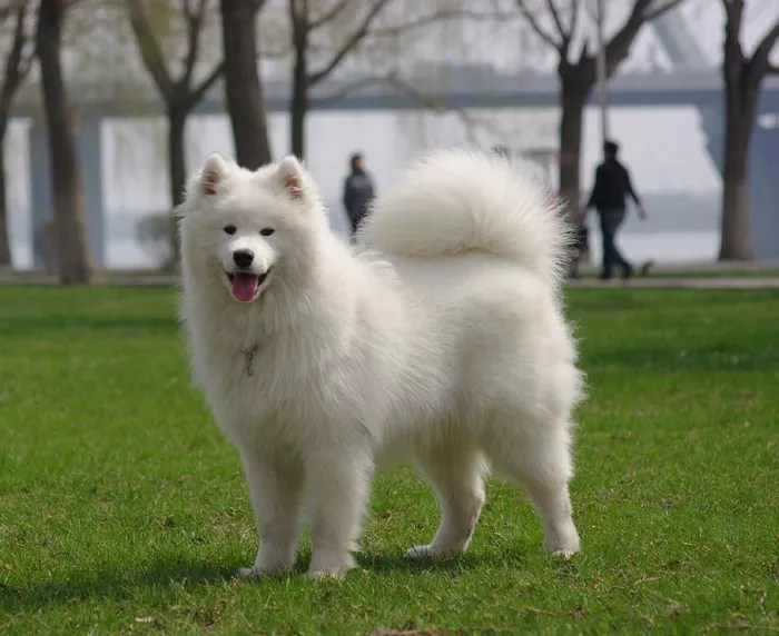 How Much Should a Japanese Spitz Weight?