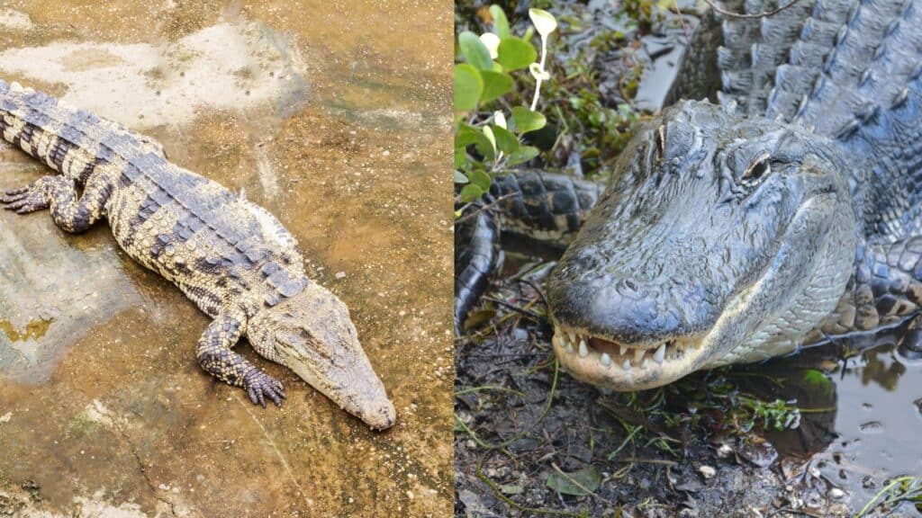 Diferencia entre cocodrilos y caimanes - Ieb Barceloneta