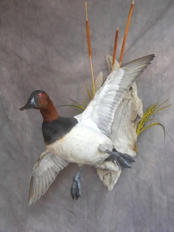 Canvasback Mount