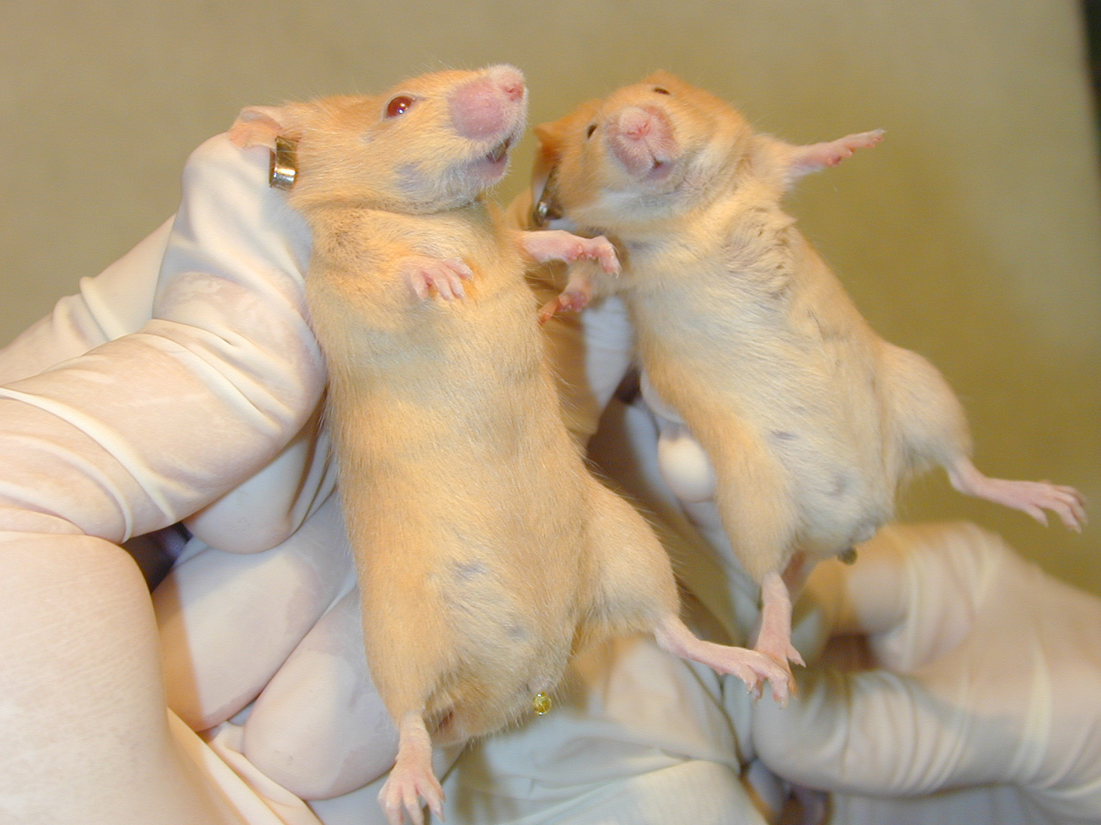 Mouse pictures of agouti(a) alleles