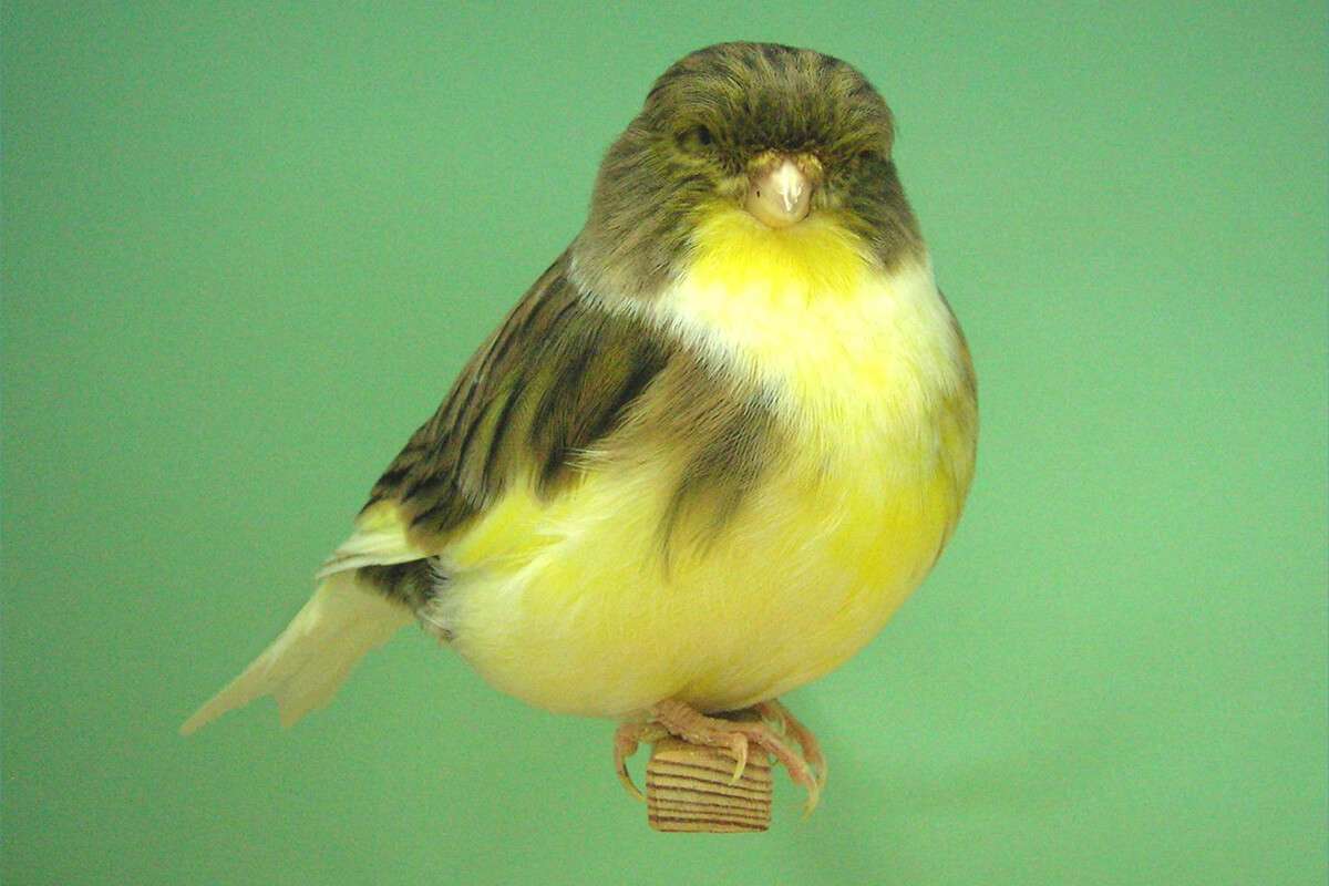 Keeping Glosters International Gloster Breeders Association