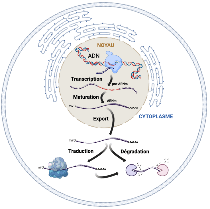 Maturation des ARN messagers IGBMC