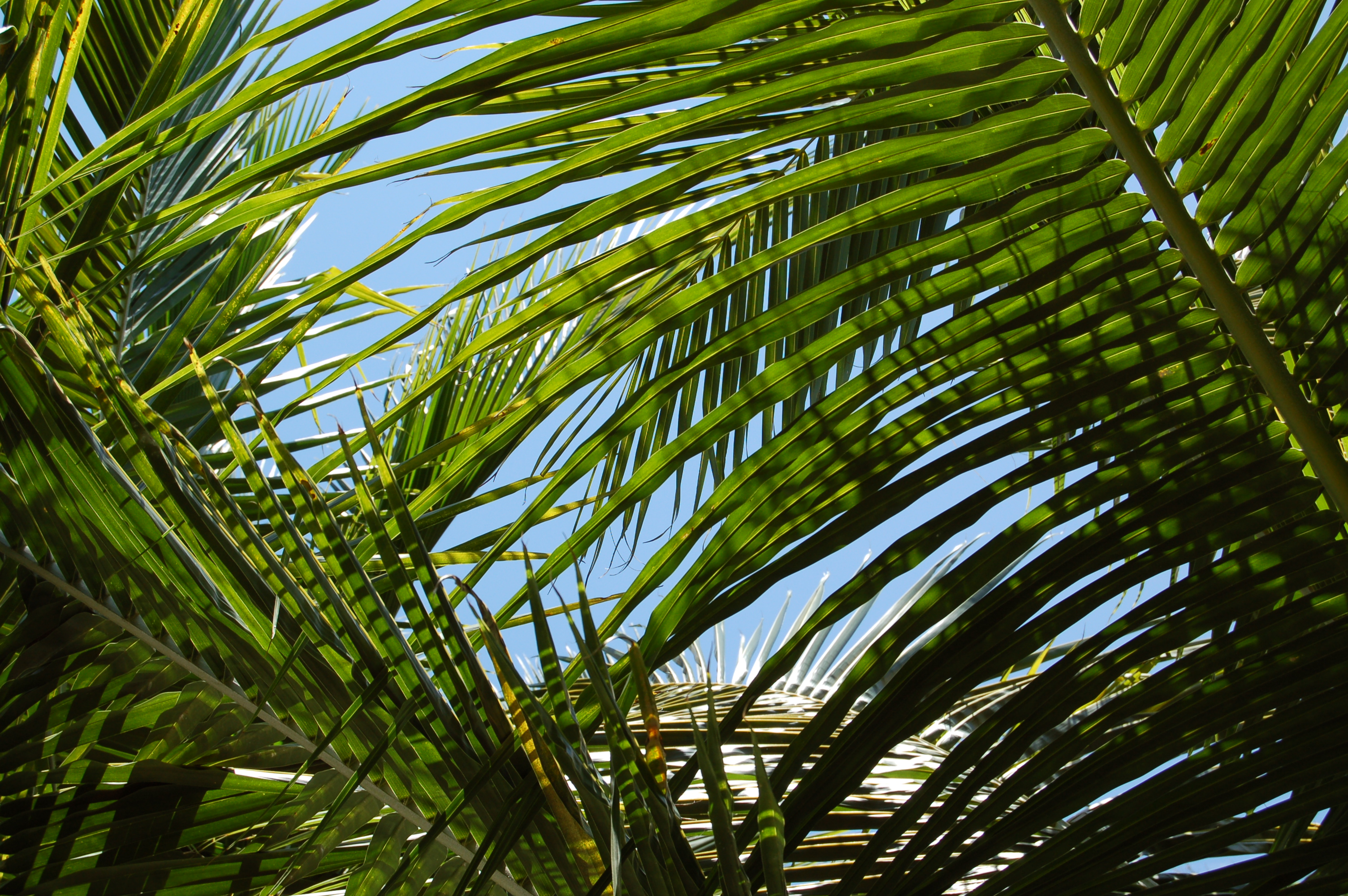 Palm Tree Branches IGC