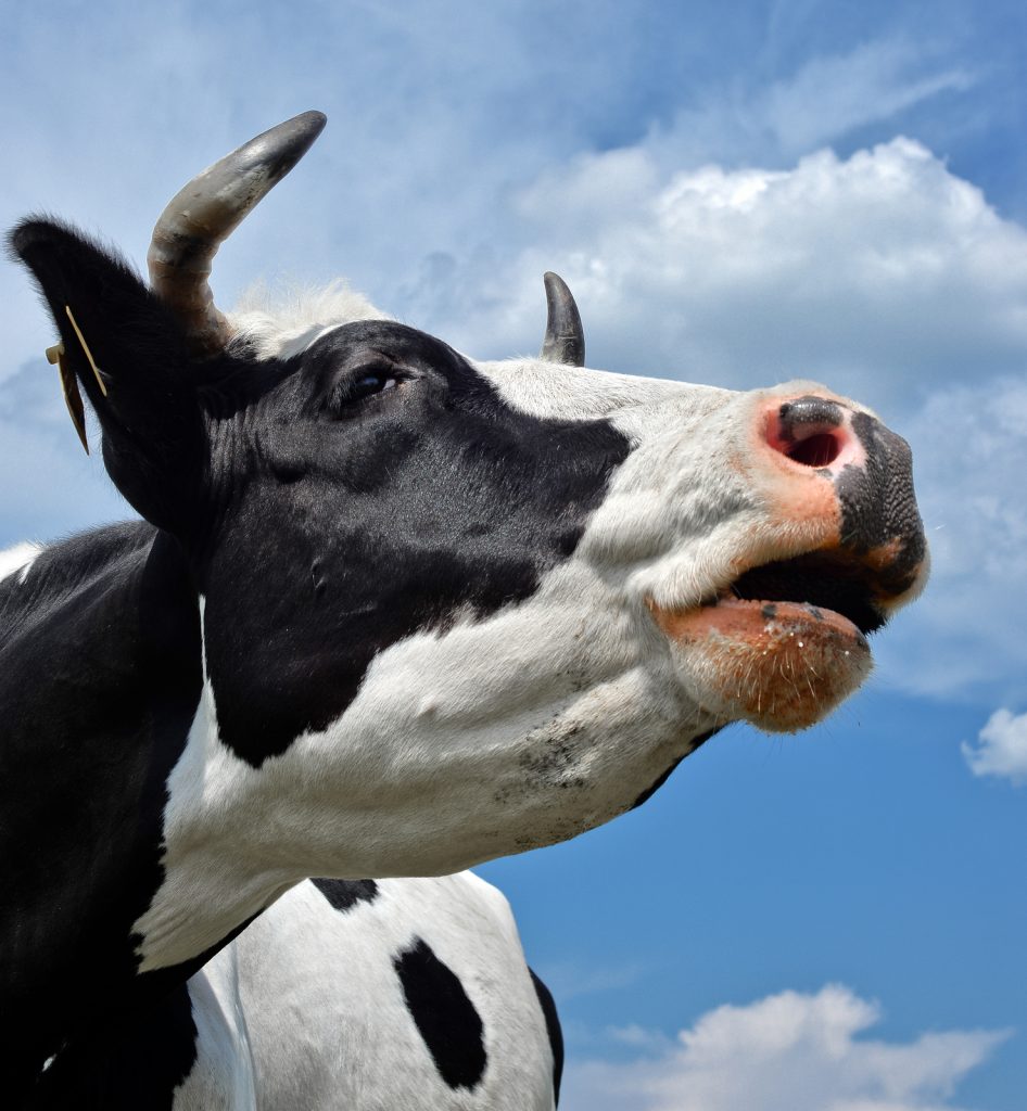 Don’t buy a Cow when all You need is a Gallon of Milk IgnitionHR