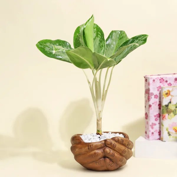 Ornamental Plants Types, Benefits, and Care