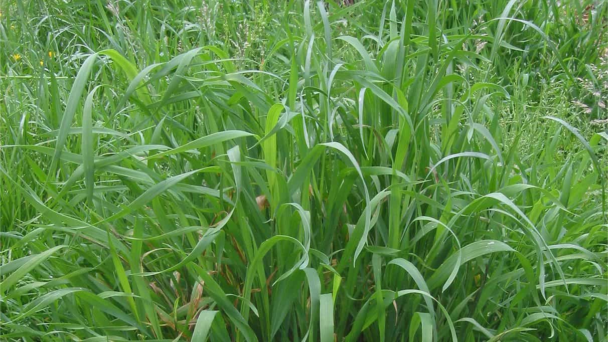 Quackgrass vs Crabgrass Differences & What They Look Like Igra World