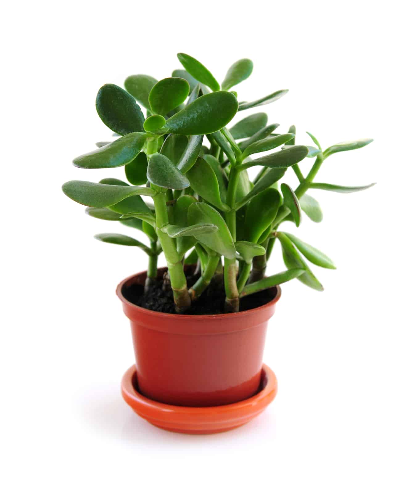 Jade Plant How To Grow And Care For Them