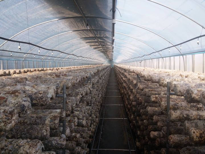 Mushroom Grow Rooms