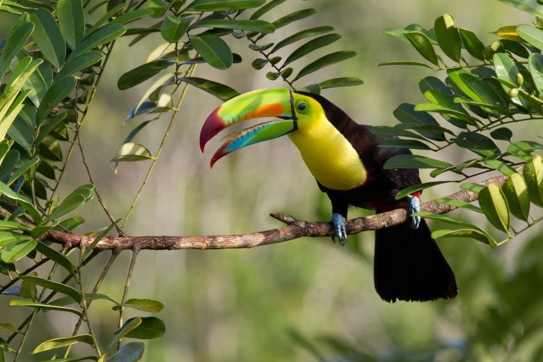 Reise zu den Naturwundern Costa Ricas