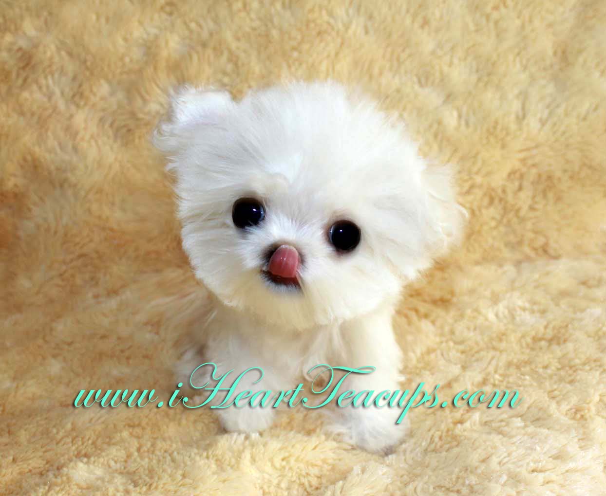 Micro Adopt Dogs & Puppies Locally in Ontario Kijiji