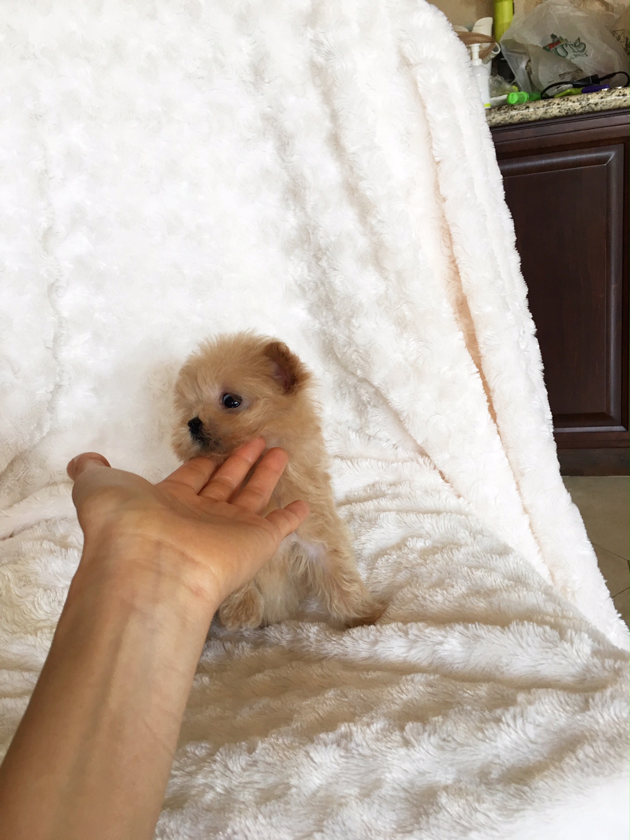 Teacup Malti Poo Maltese Poodle Puppy Pics For sale! iHeartTeacups