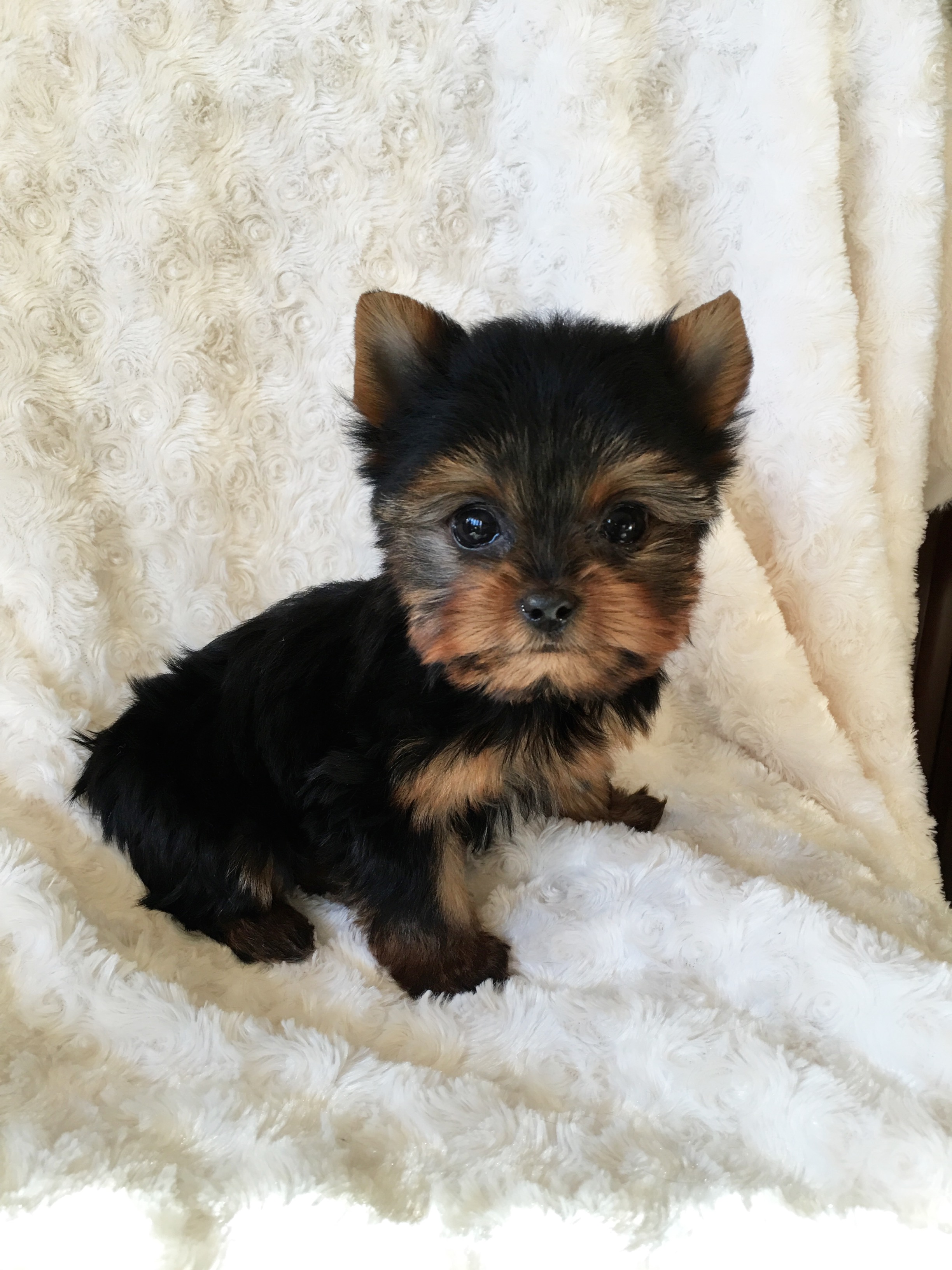 Teacup Yorkshire Terrier Females Additional Pictures! iHeartTeacups